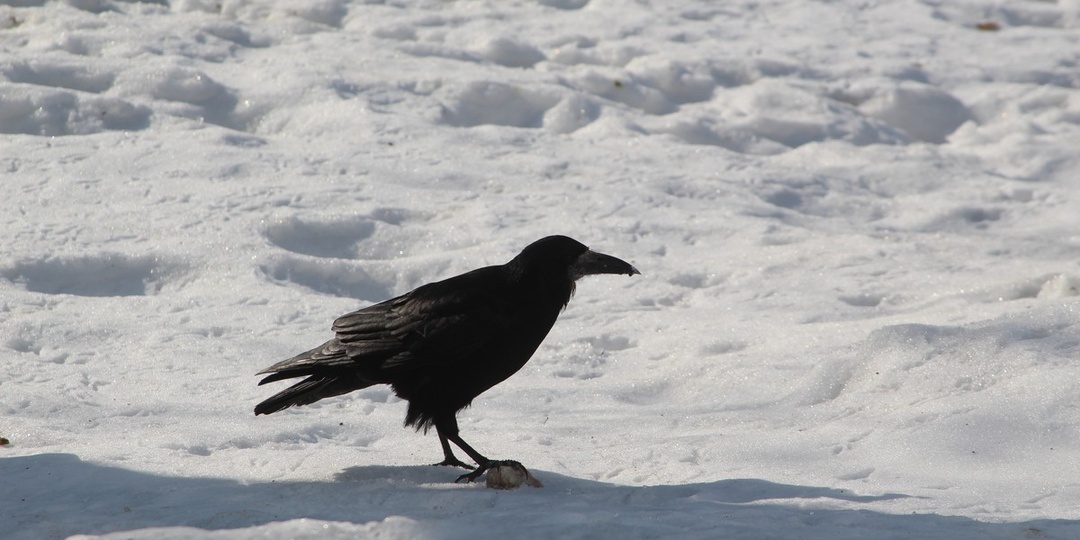 Старинный праздник: Герасим-грачевник