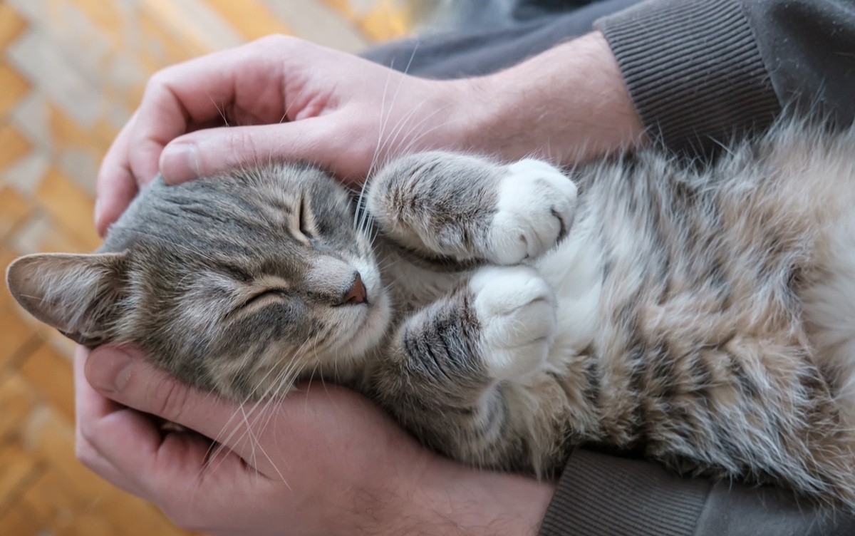    Кошка перестала мурлыкать? Ветеринары объяснили, что за этим скрывается