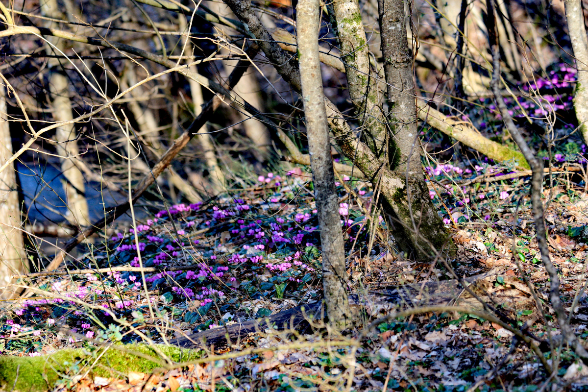 Полянка Цикламена кавказского в лесу под Горячим Ключом. Фото автора