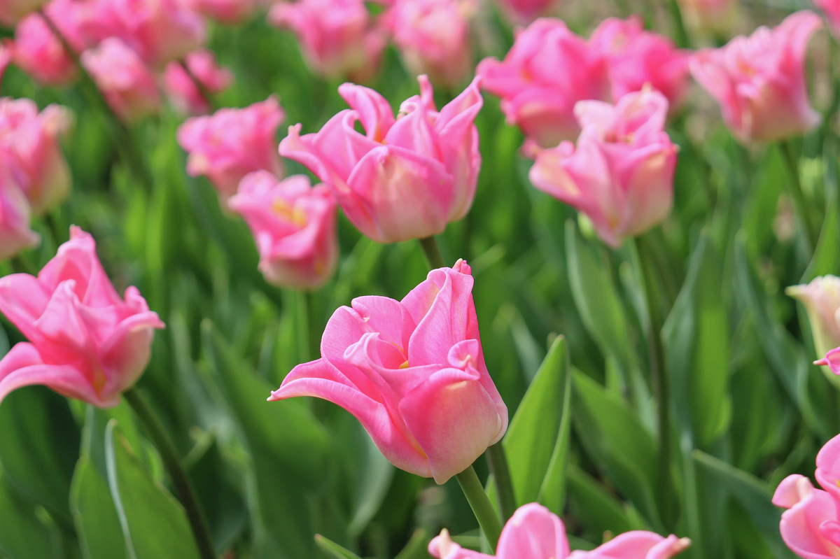 Сорт тюльпана Crown of Dynasty
© Туристический портал Республики Крым, Надежда Дудина