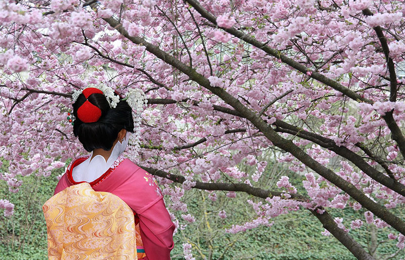 Сакура в цвету