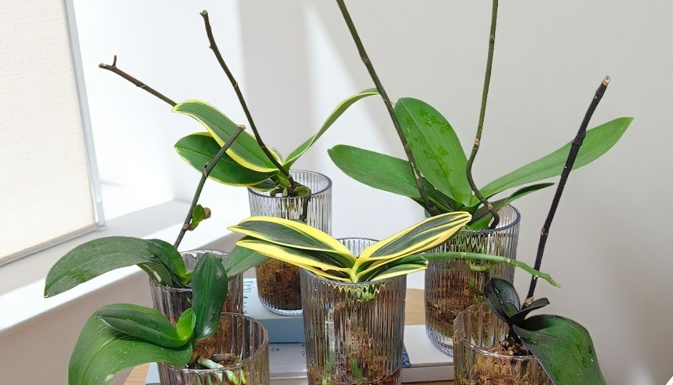 Фаленопсисы. Палата выздоравливающих!)))