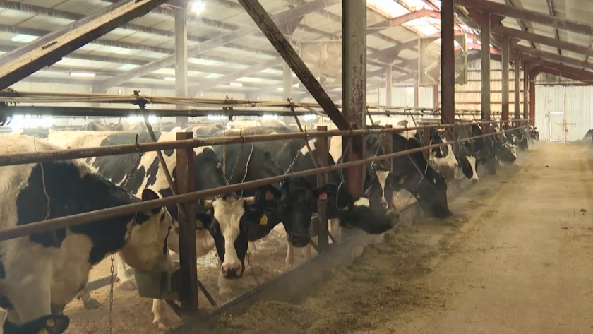    "ВЕСТИ. Марий Эл"