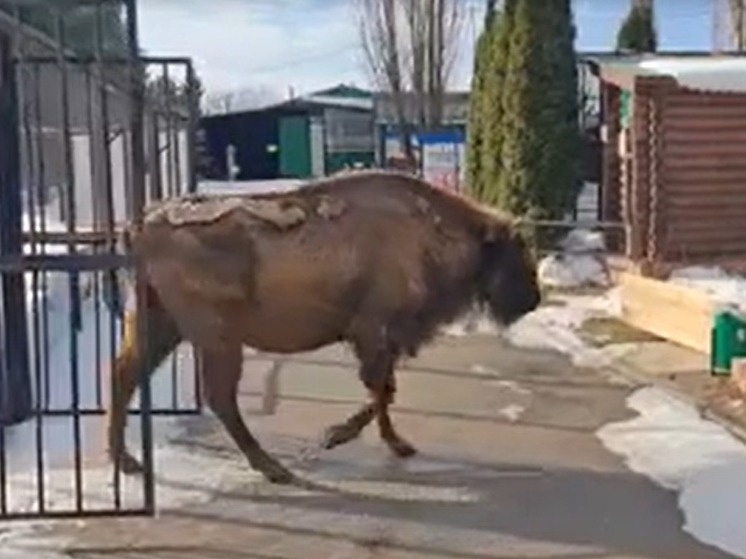     Фото: Ивановский зоологический парк /ВКонтакте