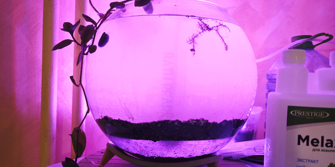 Продолжаю эксперимент в аквариуме с низшими ракообразными