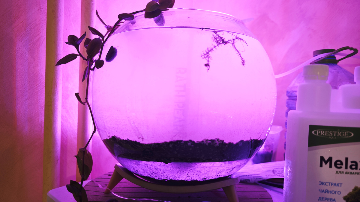 В аквариуме-шаре хорошо видно фальшдно.