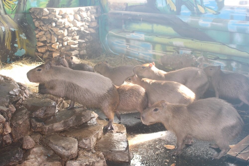    Капибары живут группами по 10–30 особей. Фото: АиФ/ Алёна Овчинникова