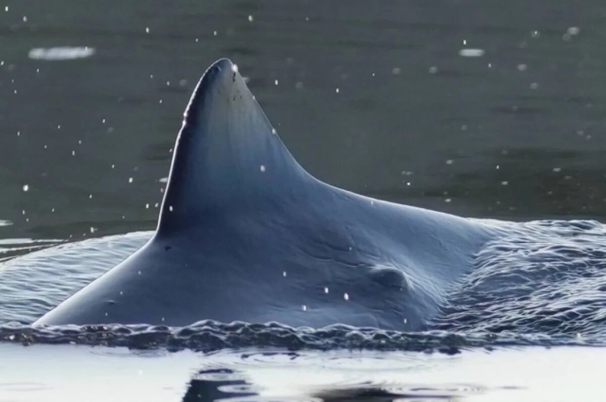    Уплыл в никуда.