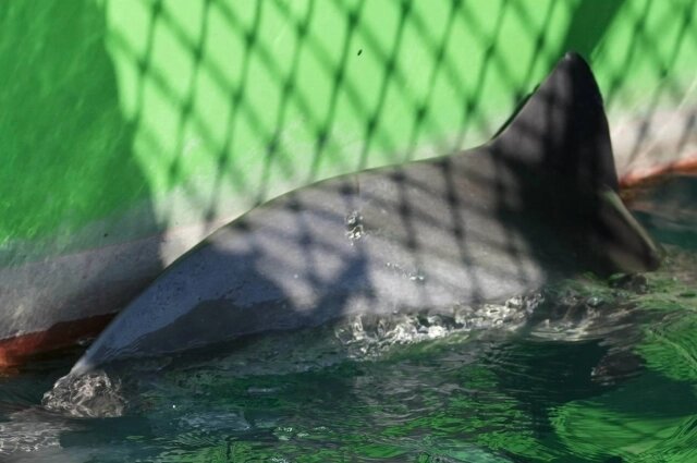    Фото: АНО «Научно-экологический Центр Спасения дельфинов «Дельфа»