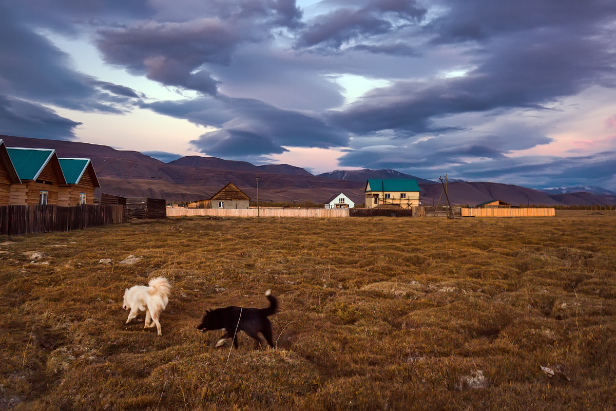 В селе Курай.