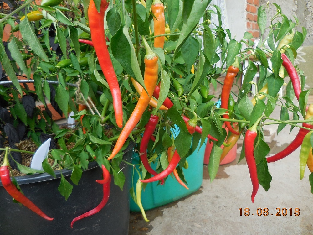 Язык Дракона