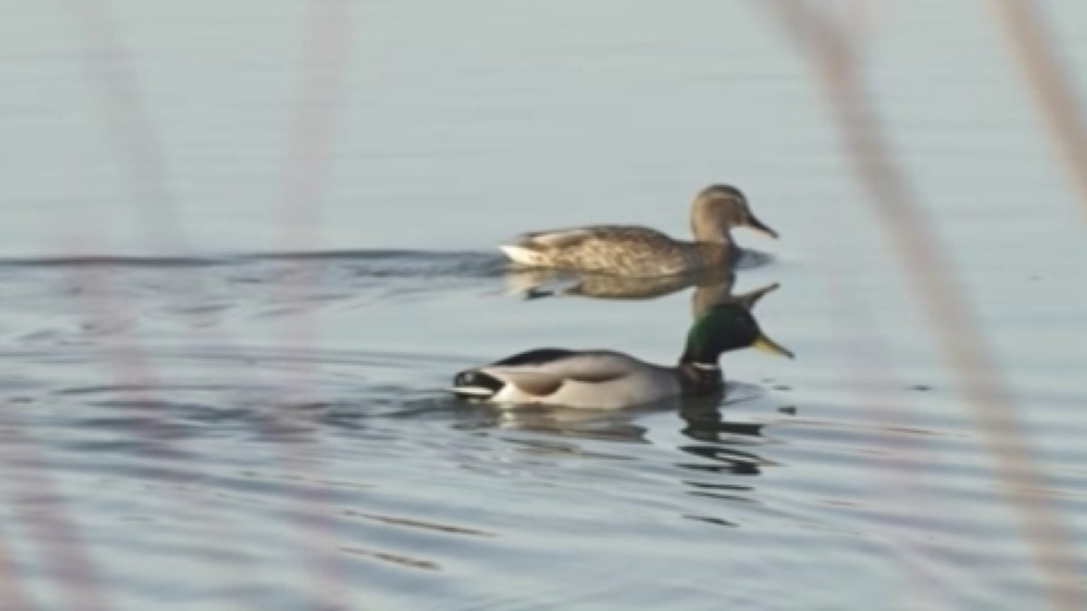    Рекордное число перелетных пернатых в этом году зимовало в Курске