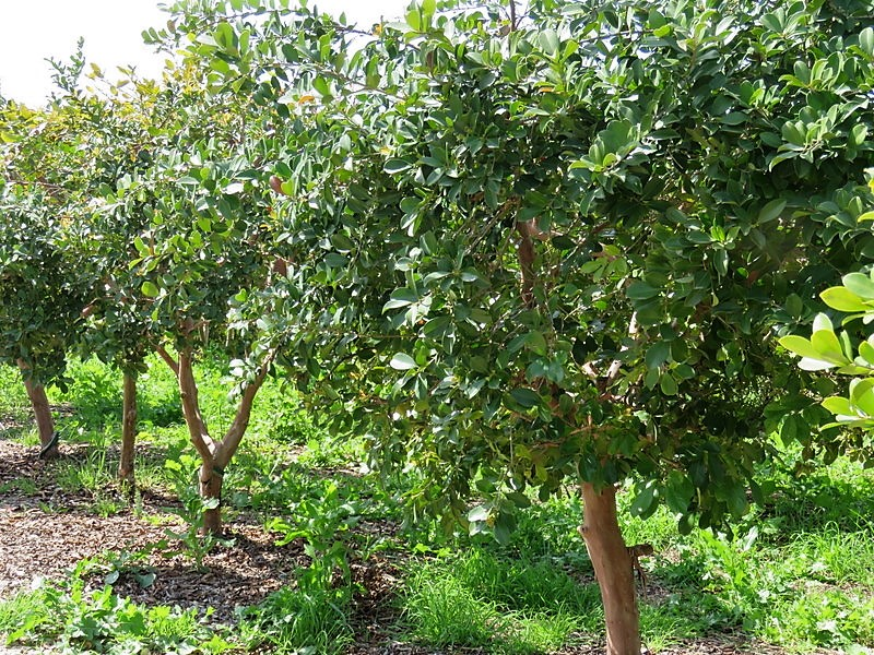 вполне милое деревце в открытом грунте