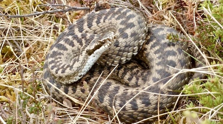 Бояться гадюк не надо: змея не хочет вас кусать