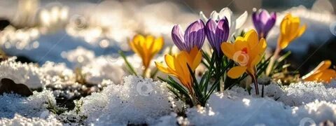 В интернетах всё красиво, в жизни снег черный с вкраплениями отходов. Поэтому пока только визуализируем)