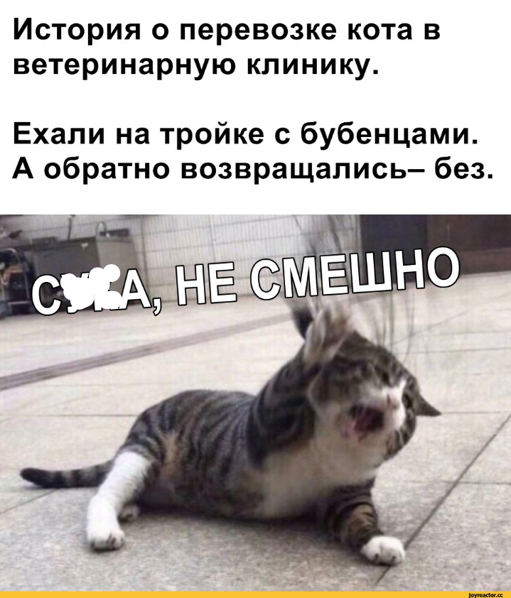 Невася в клинике безобразничал!