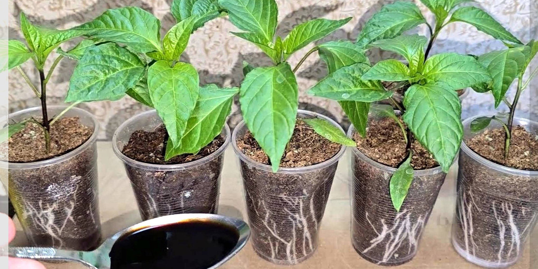 Экспресс-курс по рассаде: базовый минимум знаний о выращивании рассады для начинающих огородников. Часть 10