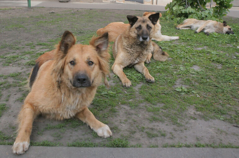   Тимур Ханов/«Парламентская газета»