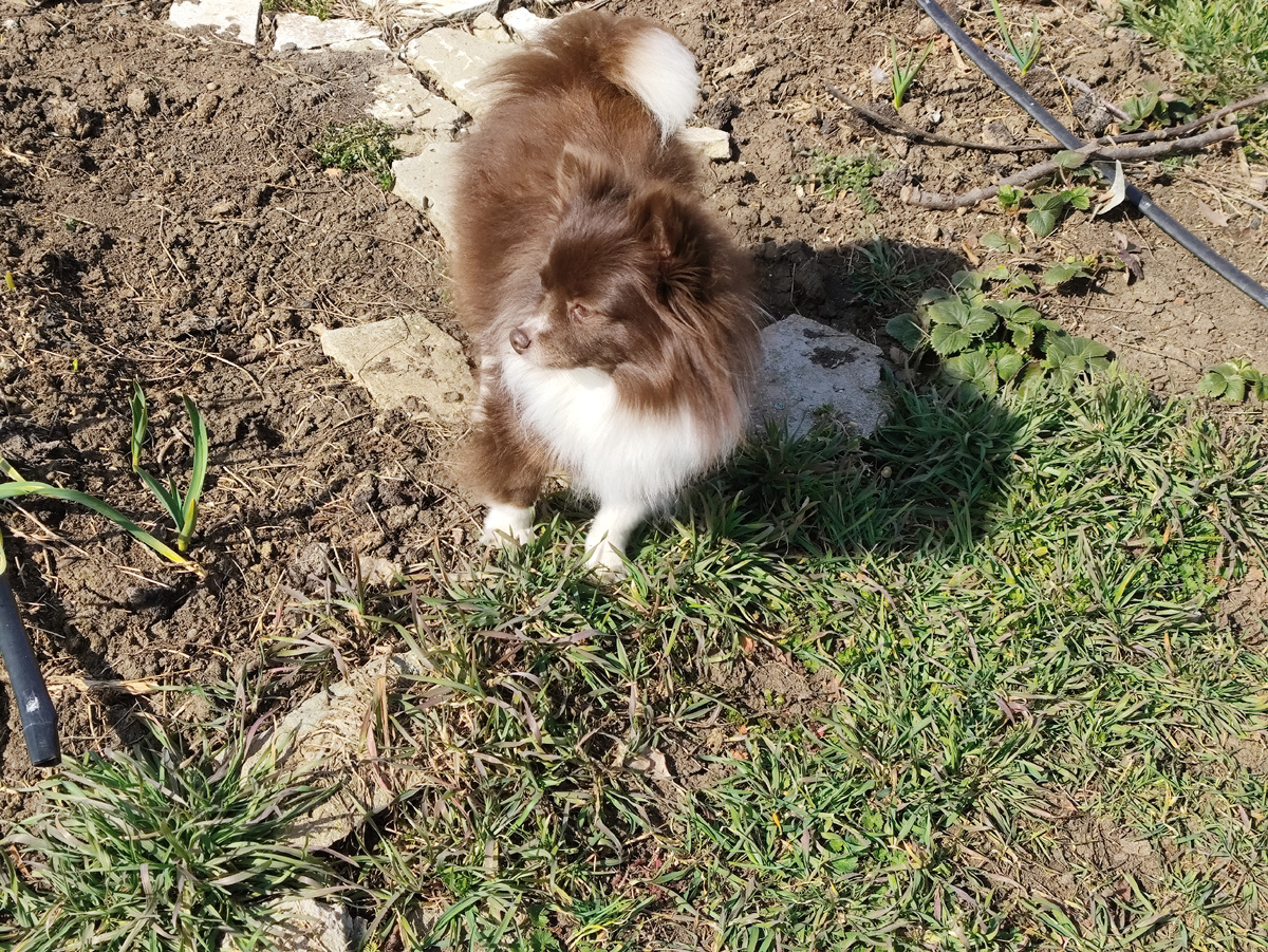 Главная помощница