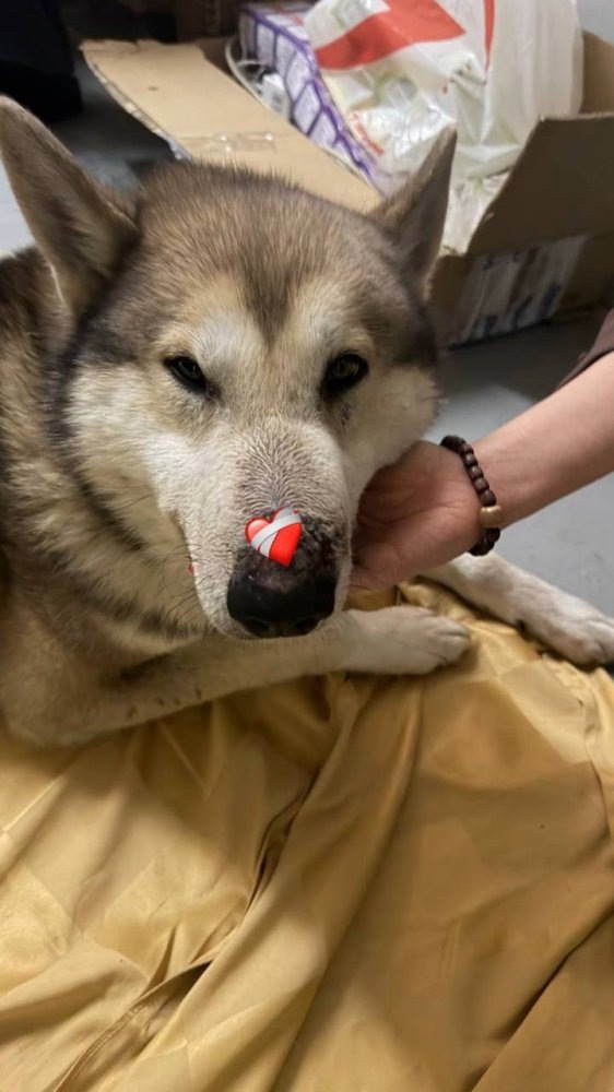    «Дух огня» помог найти хозяина погибающей собаке