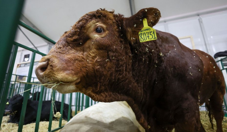 Забой без приговора: почему действия новосибирских властей по изъятию скота нарушают конституционные права граждан
