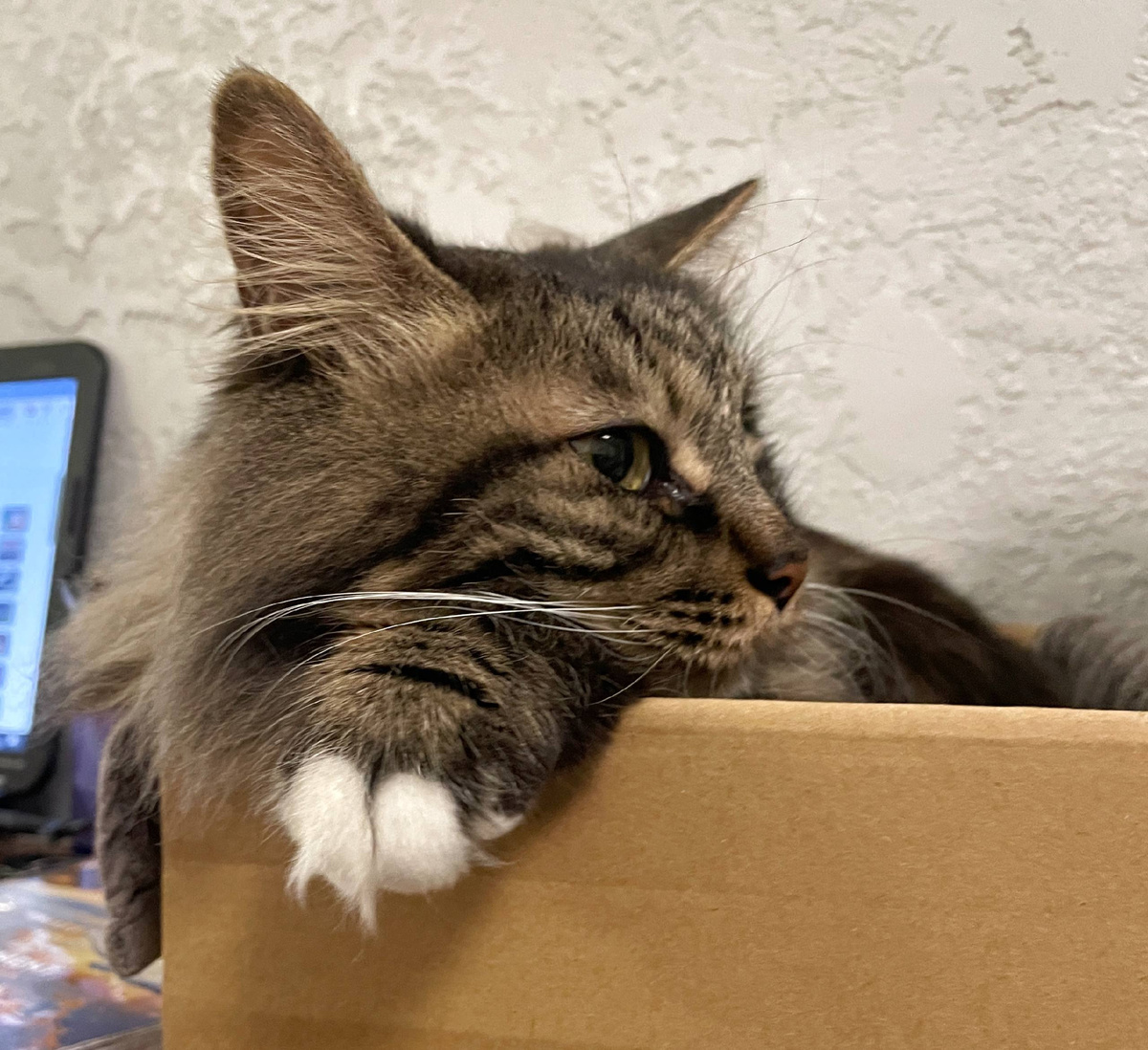 Держите кота)