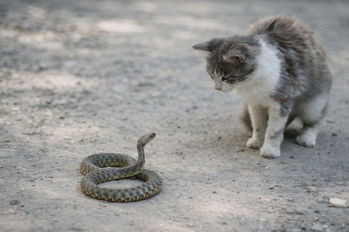 Кошка со змеёй 