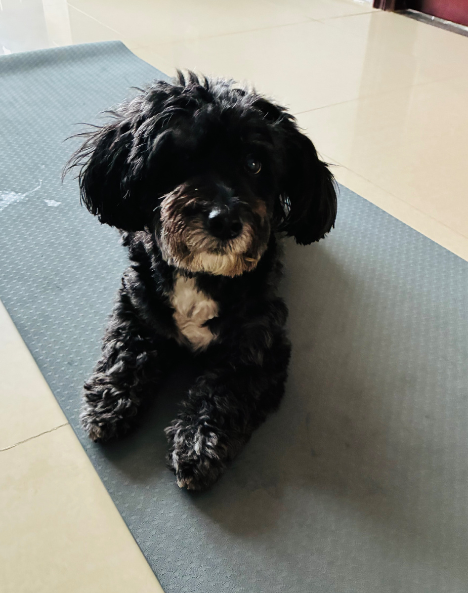 Фото автора: собака Проха