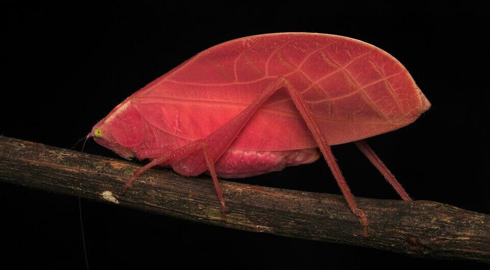   Zeke W. Rowe / J. Benito Wainwright et al. / Ecology, 2026