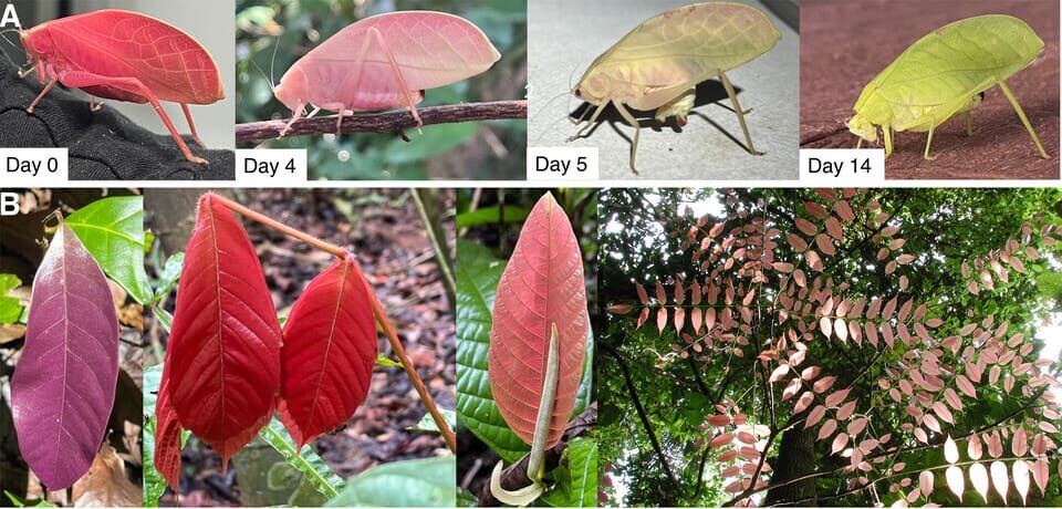   J. Benito Wainwright et al. / Ecology, 2026