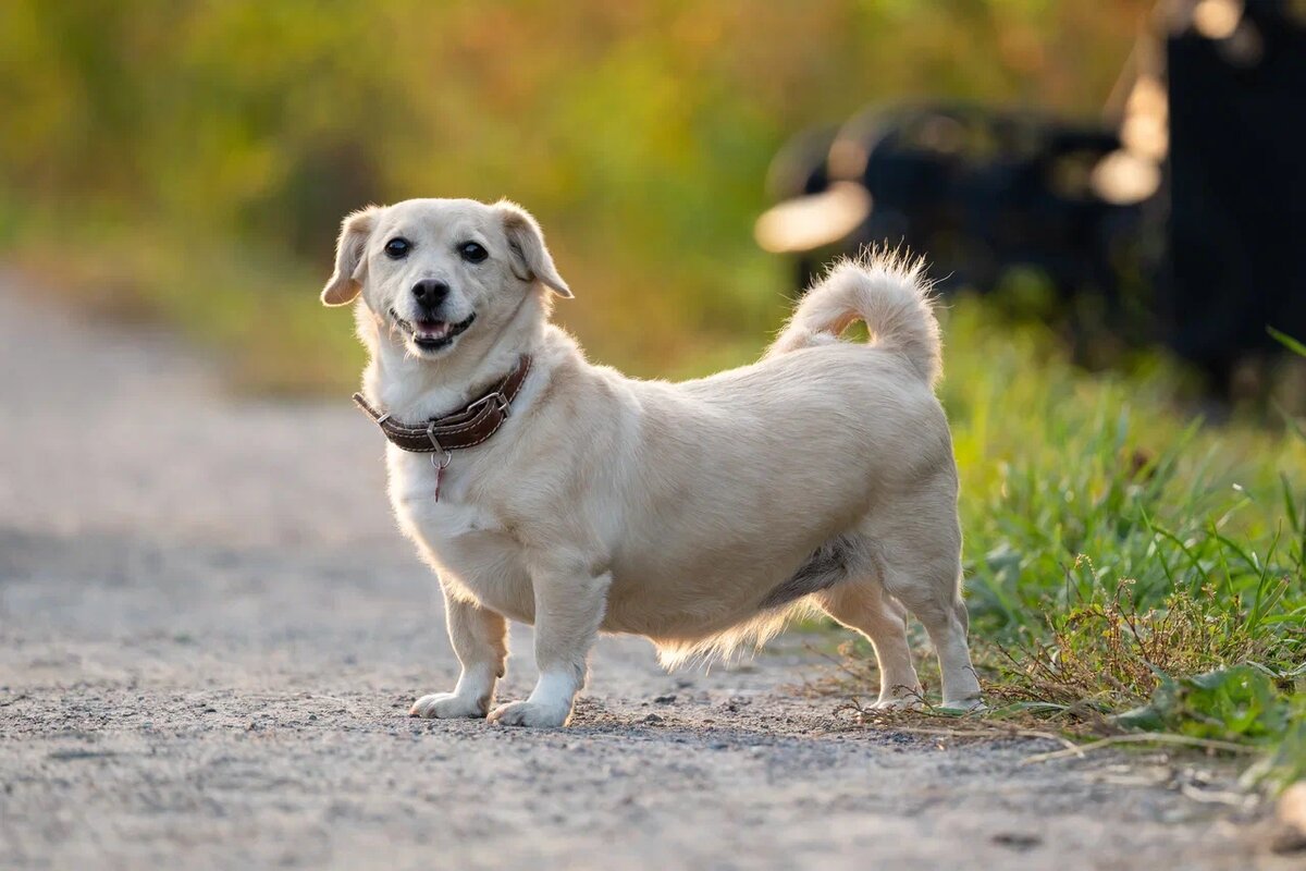 Расслабленные уши – самый частый сигнал того, что собаке комфортно.
Фото: Александр Плонский / «Питомцы».