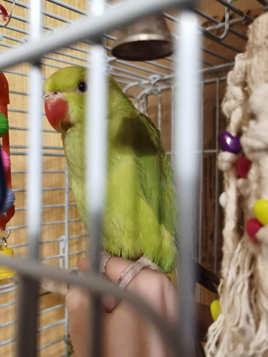 Маленькая Арчи