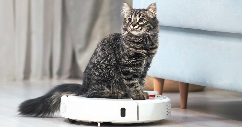 Кошка вдруг стала бояться пылесоса, которого раньше не замечала