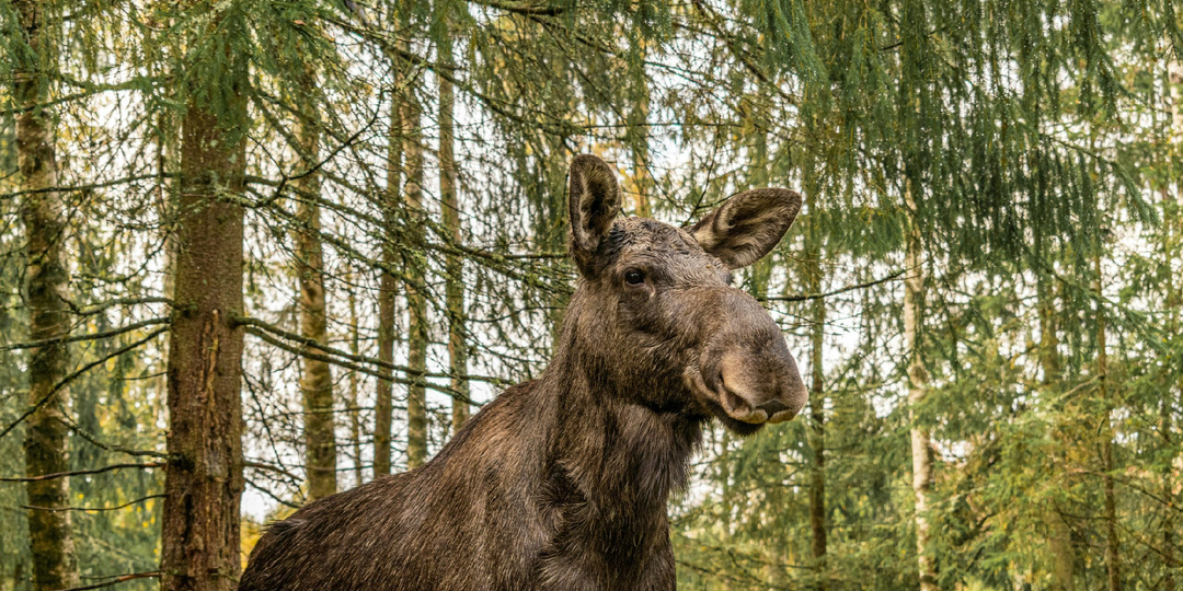 Рубки леса заставляют лосей выходить к людям?