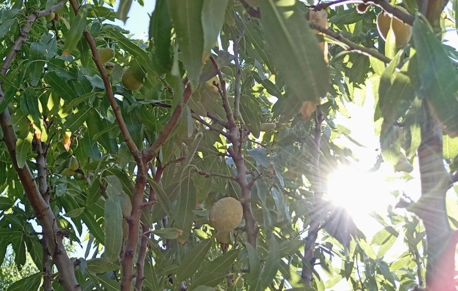 Миндальное дерево. Фото из личного архива