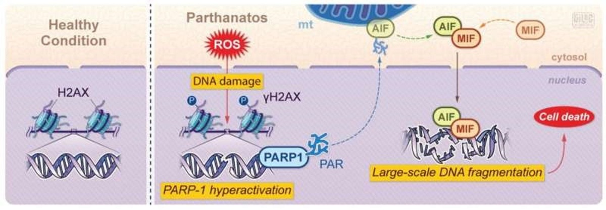    Схема механизма партанатоза