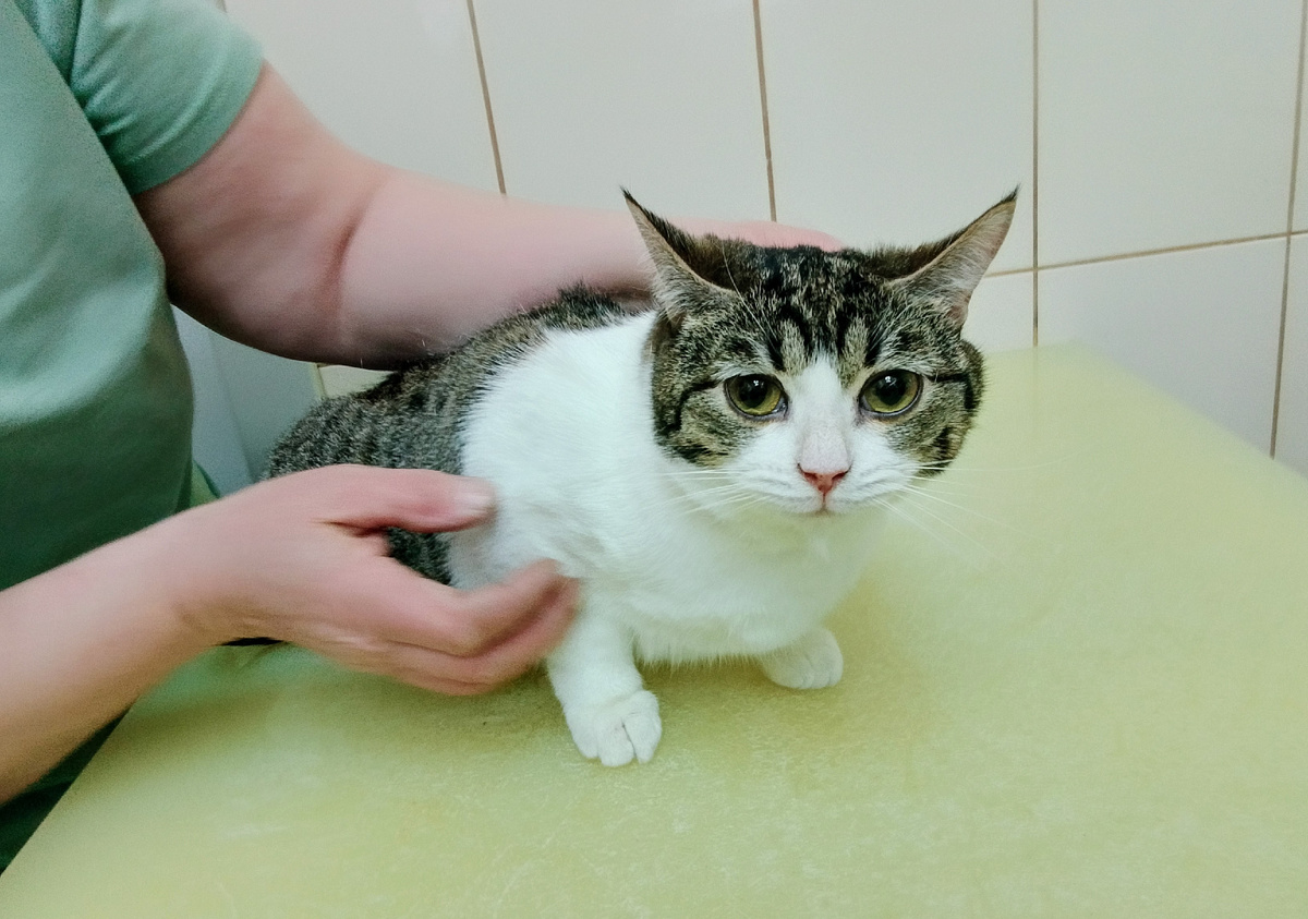 Заяц Мари позирует в клинике