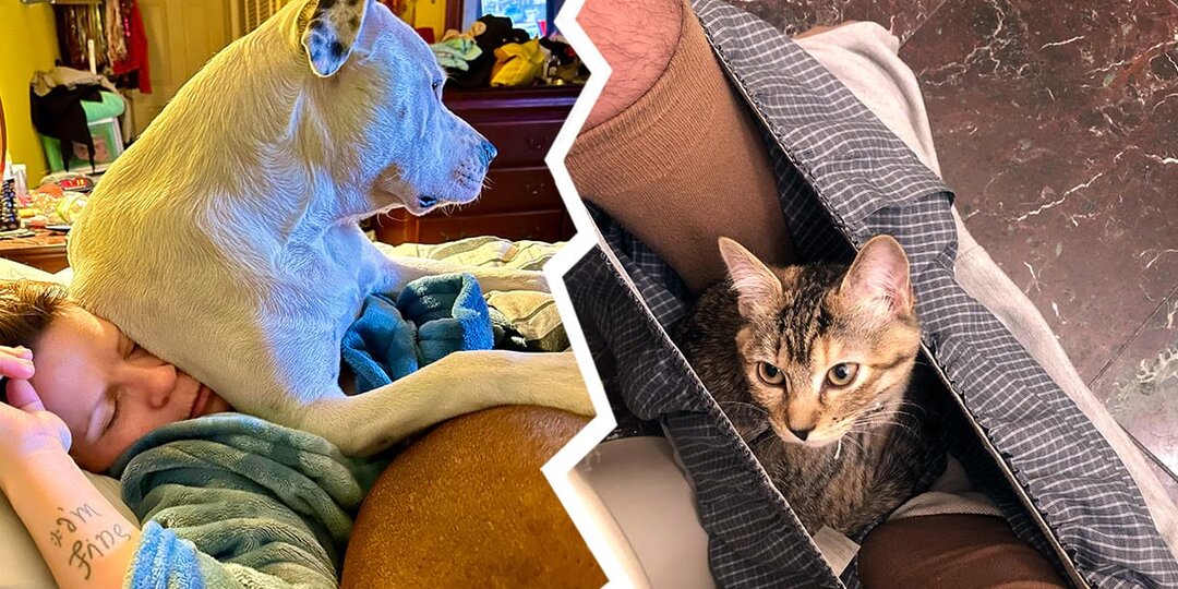 17 навязчивых питомцев, которые считают, что личное пространство — это миф