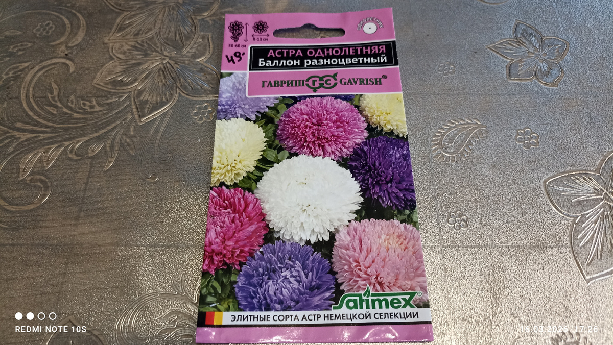 Астра ,, Баллон разноцветный. ,, Фото автора.