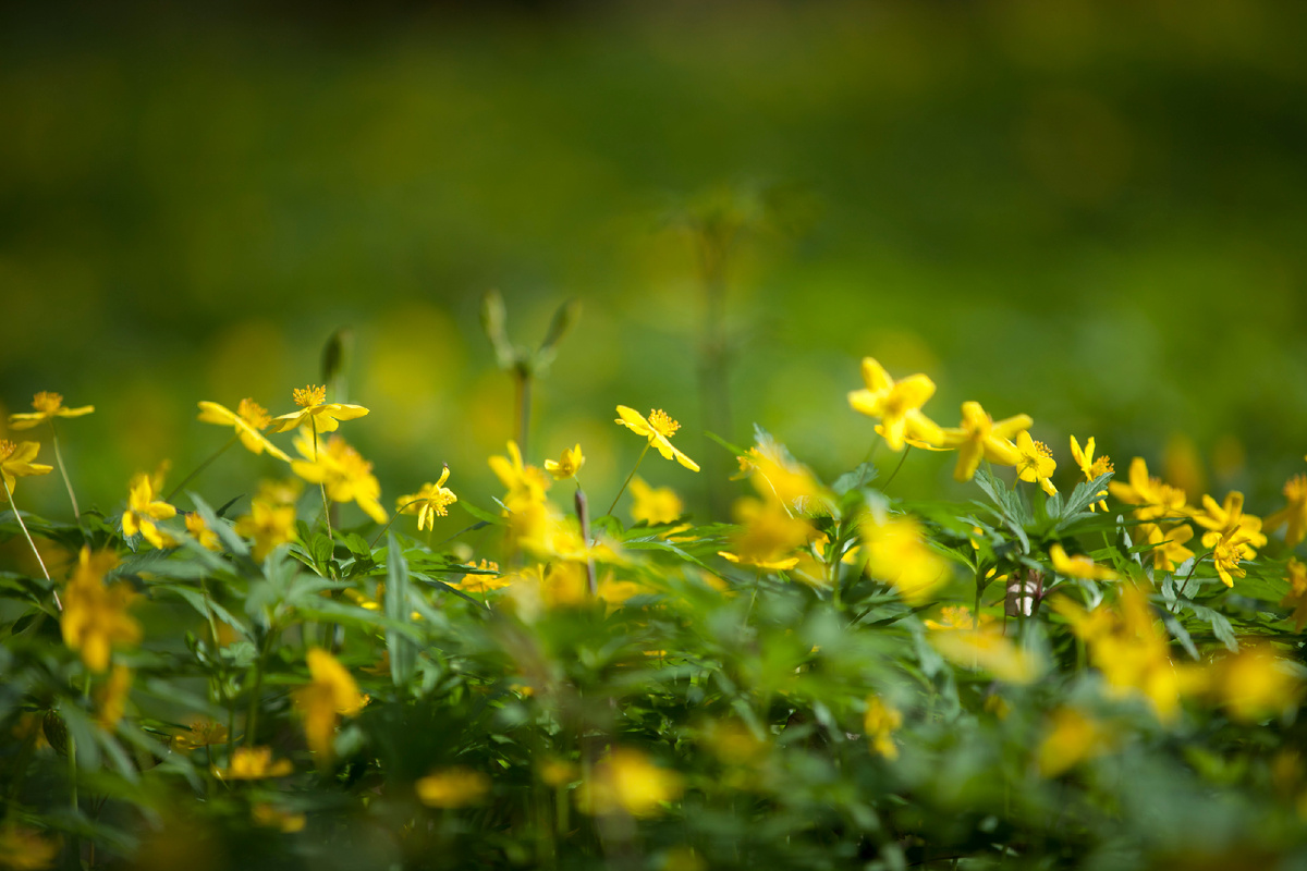 Музей-заповедник «Царицыно»
