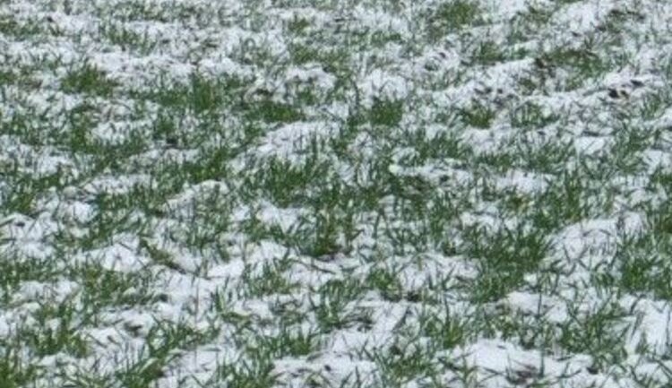    Фото: Филиал Россельхозцентра по Орловской области