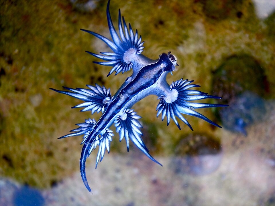     Glaucus atlanticus   
(сс) Sylke Rohrlach