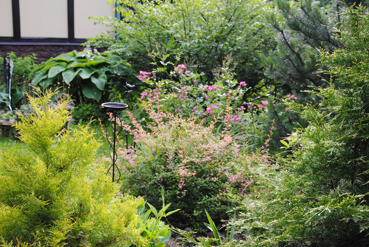 Мой сад летом 2025 г