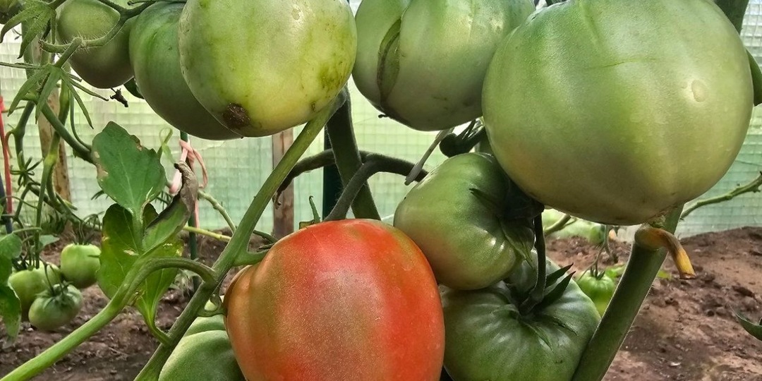 Томаты-богатыри: 3 добавки в грунт при пикировке - стебель толще, чем запястье, корни мощнее дуба