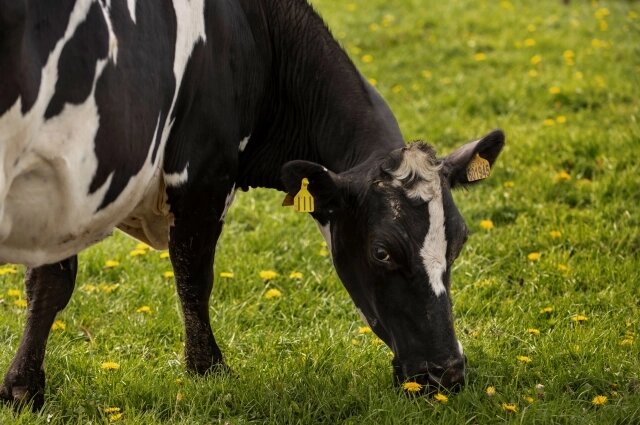    Коров убивают из-за опасного вируса. Фото: freepik.com