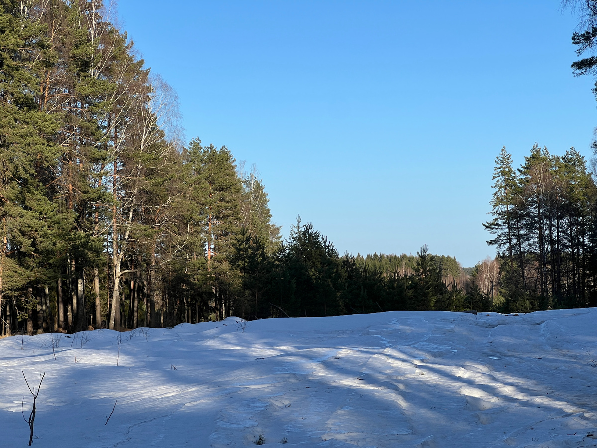 Фото автора.16.03.26 Эта просека -поляна первой  освобождается от снега. Было удивительно видеть, что еще все белым бело.