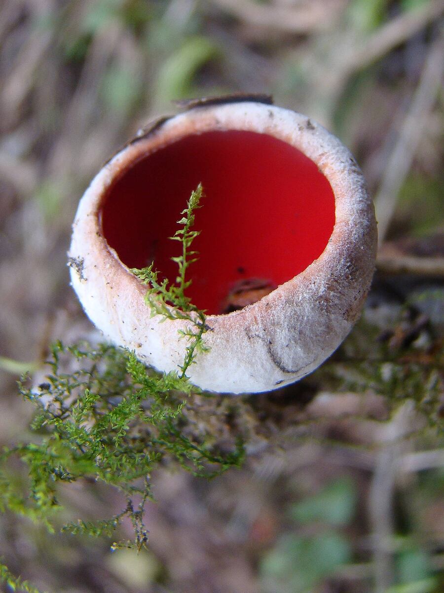 Саркосцифа австрийская. Фото автора.