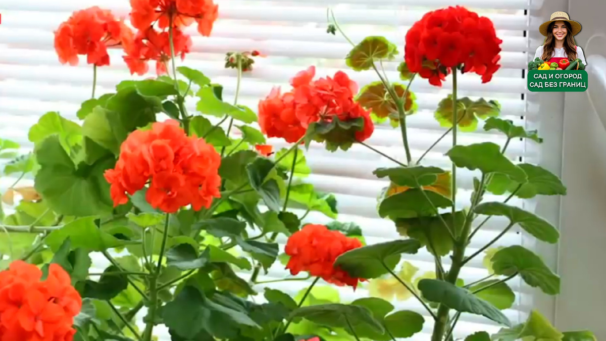 Пеларгония.