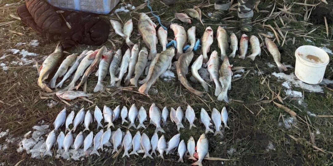 В Ростовской области с 15 марта запретили ловить тарань и плотву