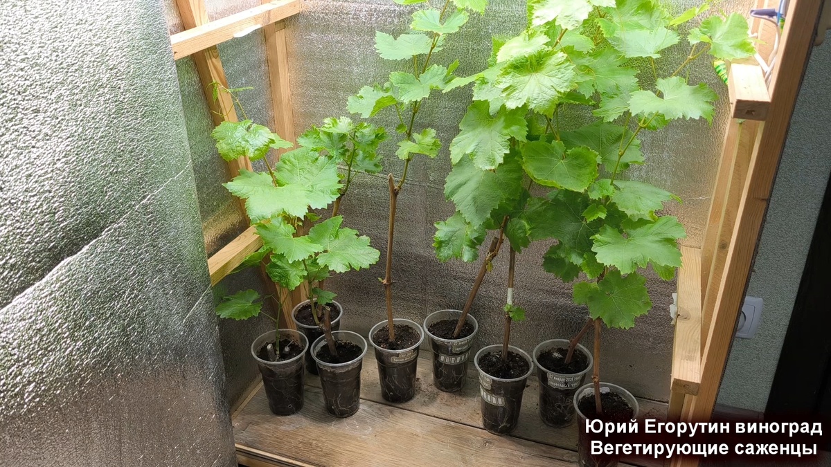 Саженцы в боксе для искусственного освещения.